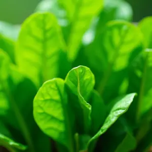 Espinafre Receitas Saudáveis e Saborosas Para Seu Dia a Dia Espinafre fresco e vibrante, representando alimentação saudável.