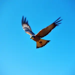 Qual O Animal Mais Rápido Do Mundo Surpreenda-se Com A Velocidade Falcão-peregrino em mergulho, mostrando sua velocidade impressionante.
