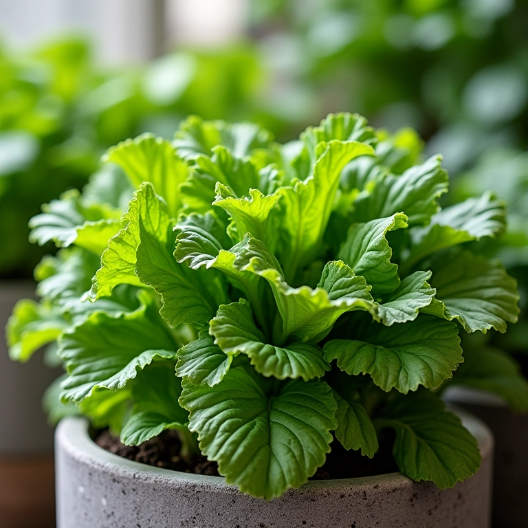 Hortaliças de folhas verdes exuberantes em vasos de cimento.