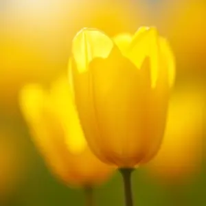 Tulipas amarelas vibrantes sob a luz do sol, transmitindo alegria e calor.