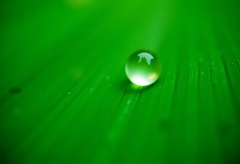 Gotas de chuva em folha verde