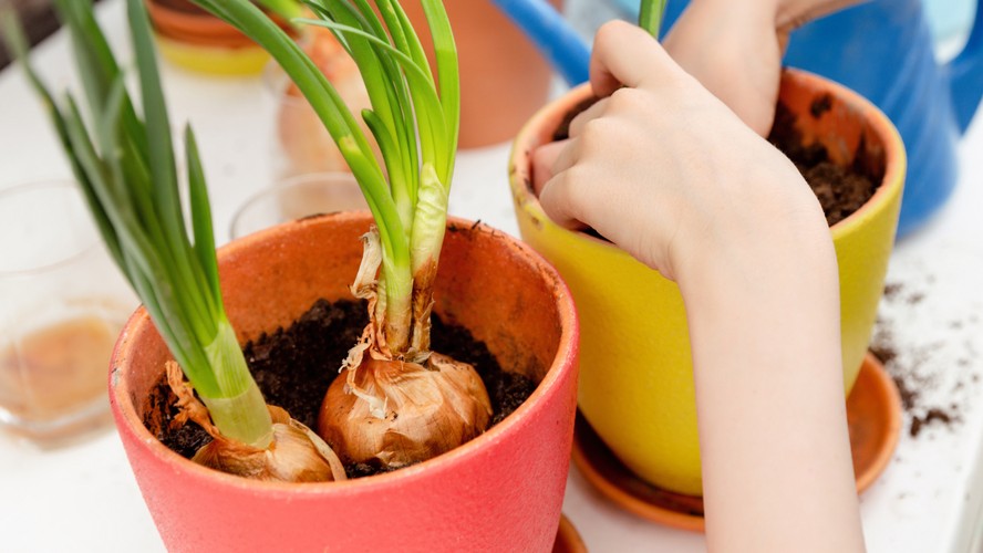 Escolhendo o Local Perfeito Para Sua Horta de Cebola - inspiração 2