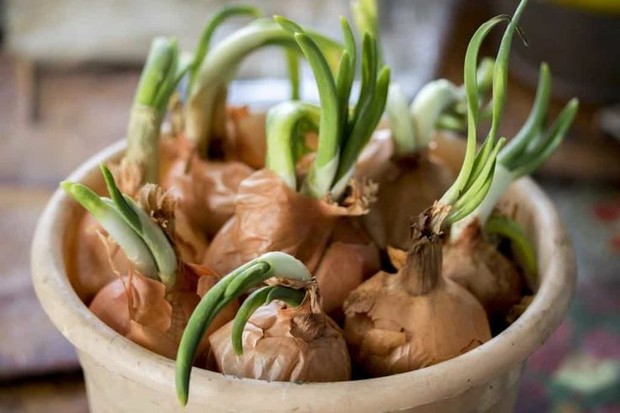 Tipos de Cebola: Qual a Melhor Para Plantar Agora? - inspiração 2