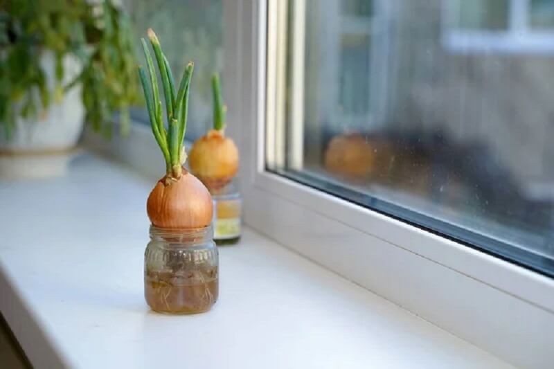 Plantando as Mudas ou Sementes: O Jeito Certo Para Evitar Perdas - inspiração 1