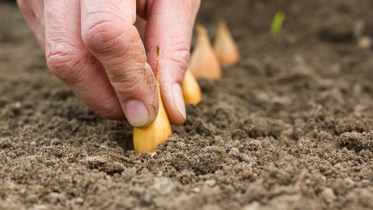 A Importância da Rega: Nem Muito, Nem Pouco - inspiração 2