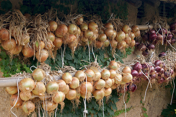 Controle de Pragas e Doenças: Dicas Caseiras e Eficazes - inspiração 2