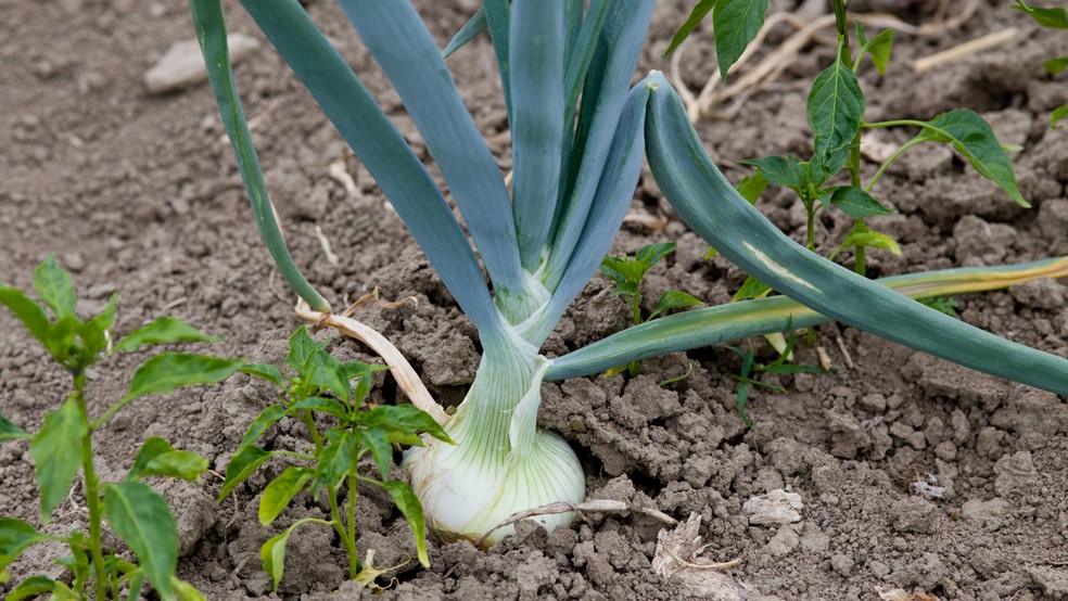 Quando Saber Que a Cebola Está Pronta Para Colher? - inspiração 1