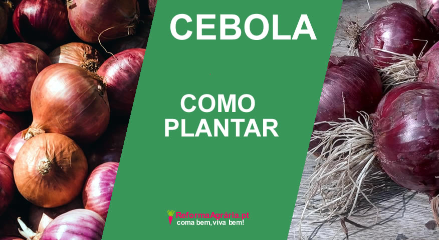 Quando Saber Que a Cebola Está Pronta Para Colher? - inspiração 2