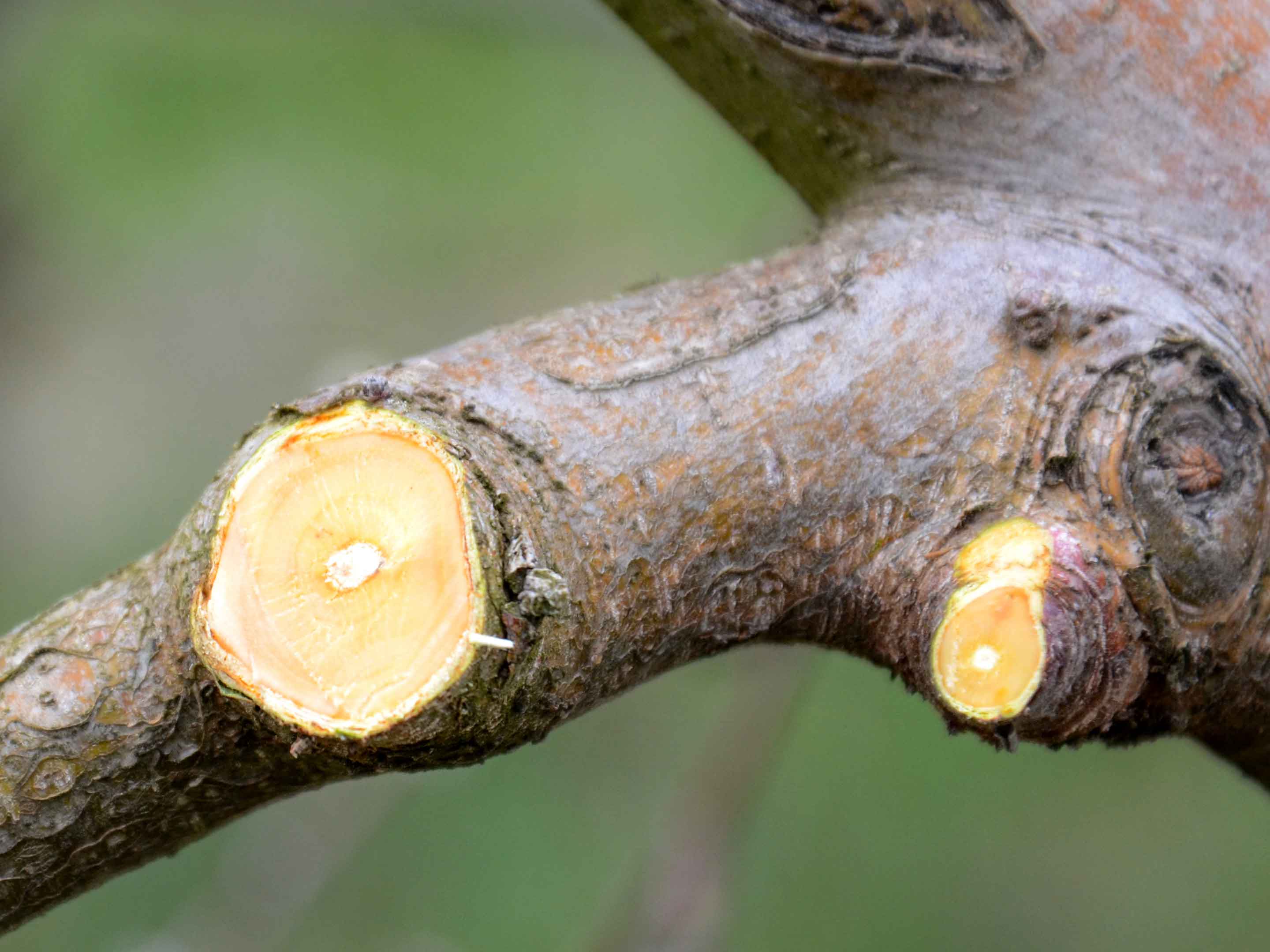 cicatrização de plantas