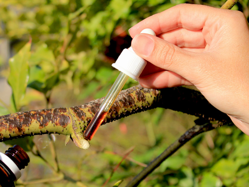 Como fazer pasta cicatrizante caseira para plantas