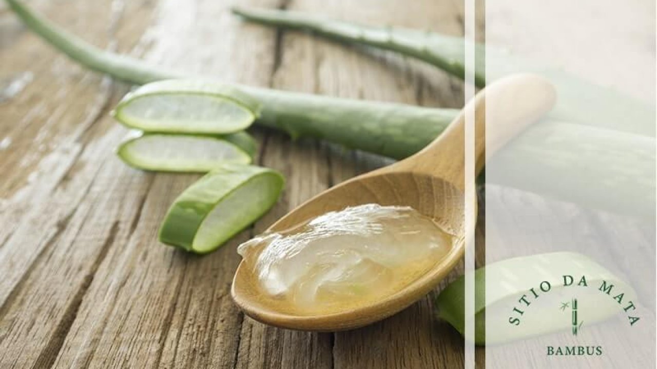 Guia completo de plantas medicinais cicatrizantes