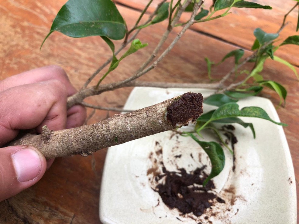 Benefícios da canela na jardinagem