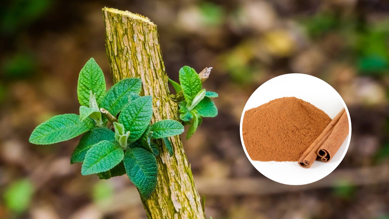 Guia completo de plantas medicinais cicatrizantes