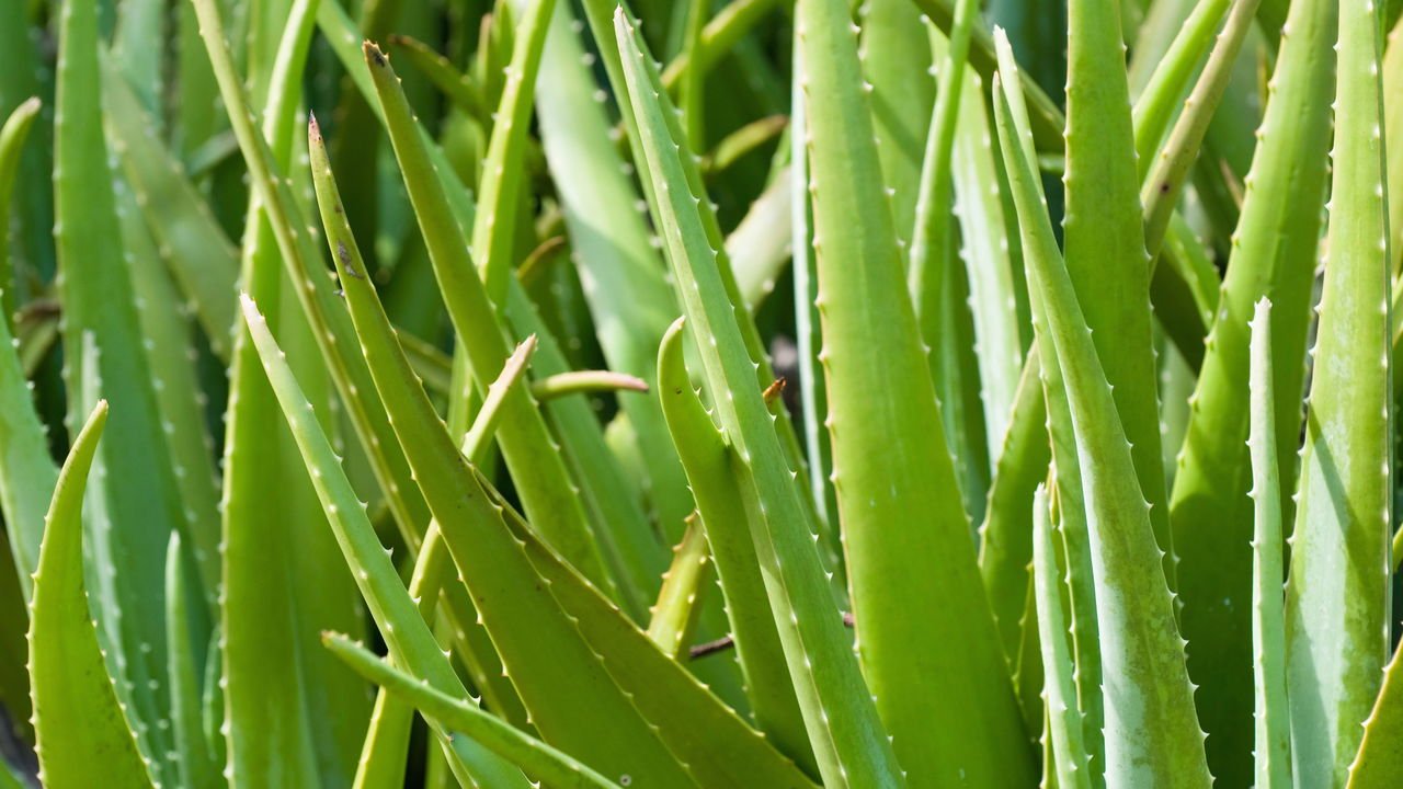 cicatrização de plantas