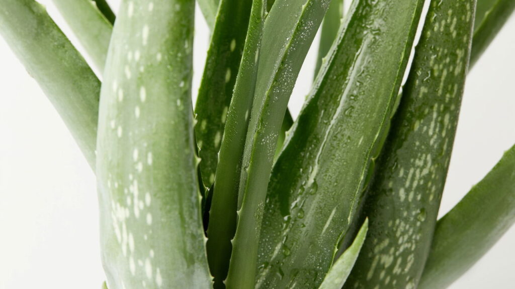 Como fazer pasta cicatrizante caseira para plantas