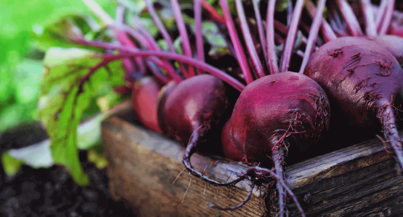 Dicas Pós-Colheita: Armazenamento e Aproveitamento Total - inspiração 1