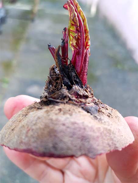 Quando Plantar: O Momento Certo para Sementes de Beterraba - inspiração 1