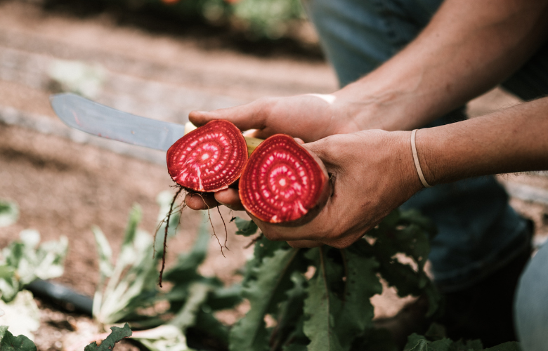 Os Primeiros Cuidados: Rega e Proteção para Mudas Jovens - inspiração 1