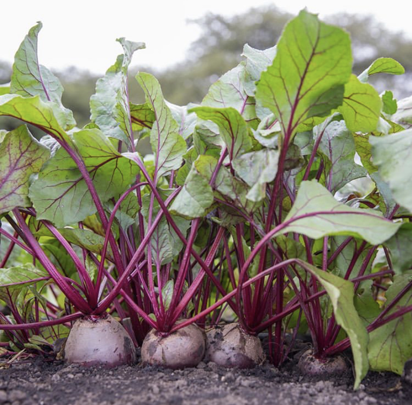 Os Primeiros Cuidados: Rega e Proteção para Mudas Jovens - inspiração 2