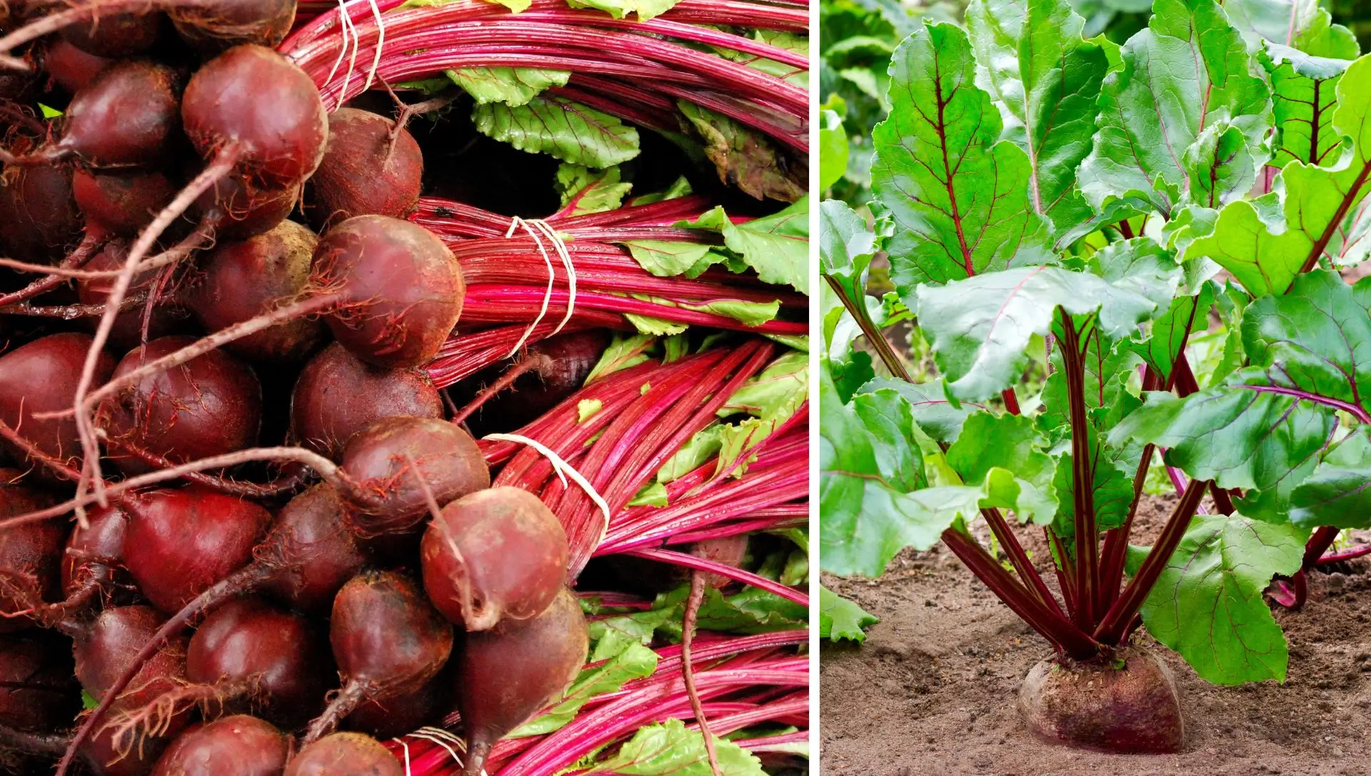 Desbaste Essencial: Dando Espaço para o Crescimento das Raízes - inspiração 1