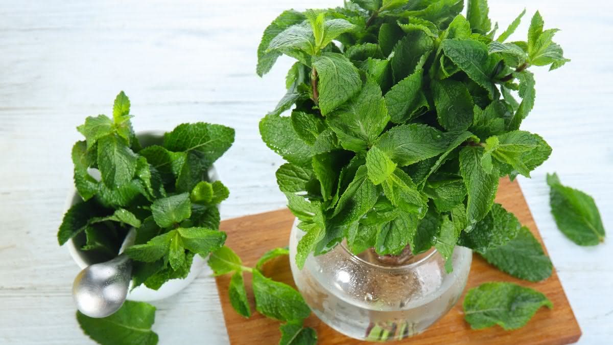 Benefícios da hortelã para a saúde