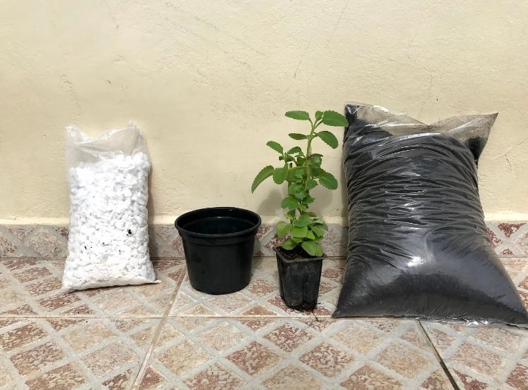 como plantar hortelã em vaso passo a passo