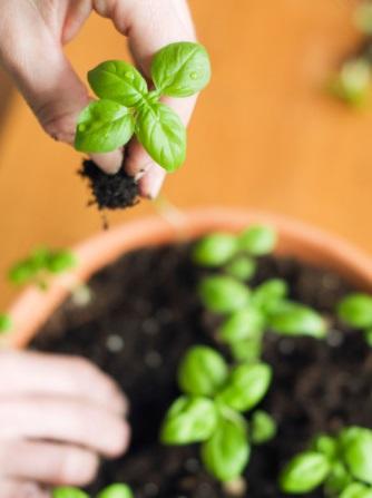 Como fazer chá de hortelã fresco