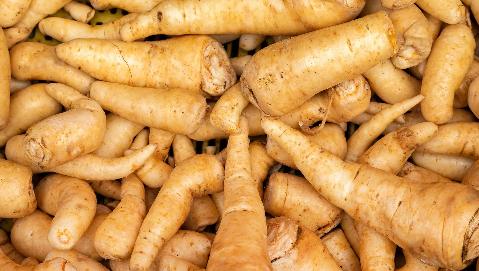 O Substrato Perfeito: Nutrição e Arejamento Para Raízes Saudáveis - inspiração 2