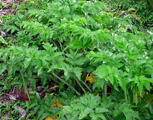 Germinação das Sementes: Paciência e Cuidados Iniciais Essenciais - inspiração 2