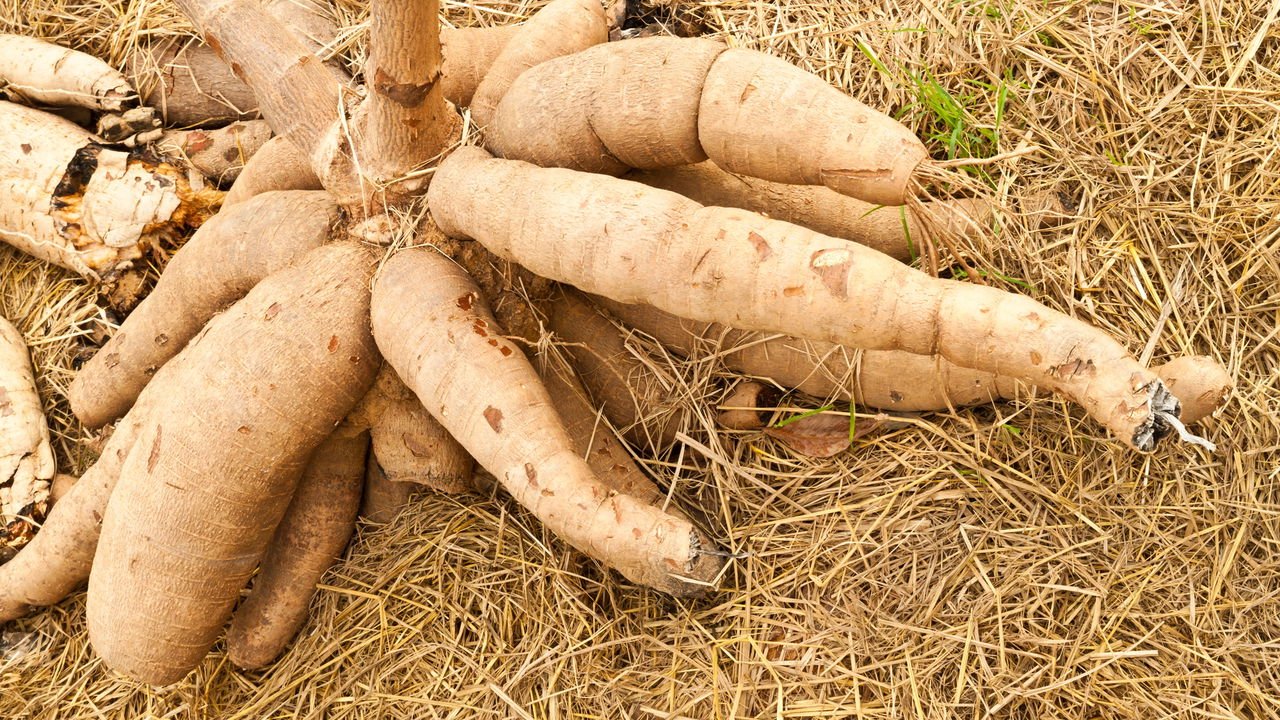 Plantio da Muda: Transplante Delicado Para o Novo Lar - inspiração 2