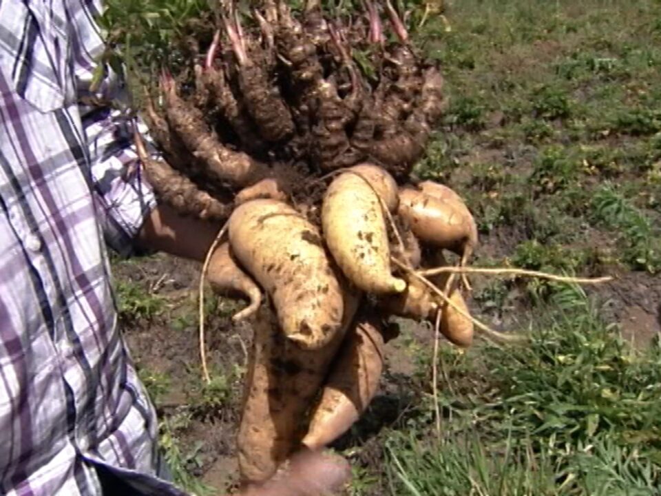 A Rega Certa: Equilíbrio Hídrico Para Evitar Problemas - inspiração 2