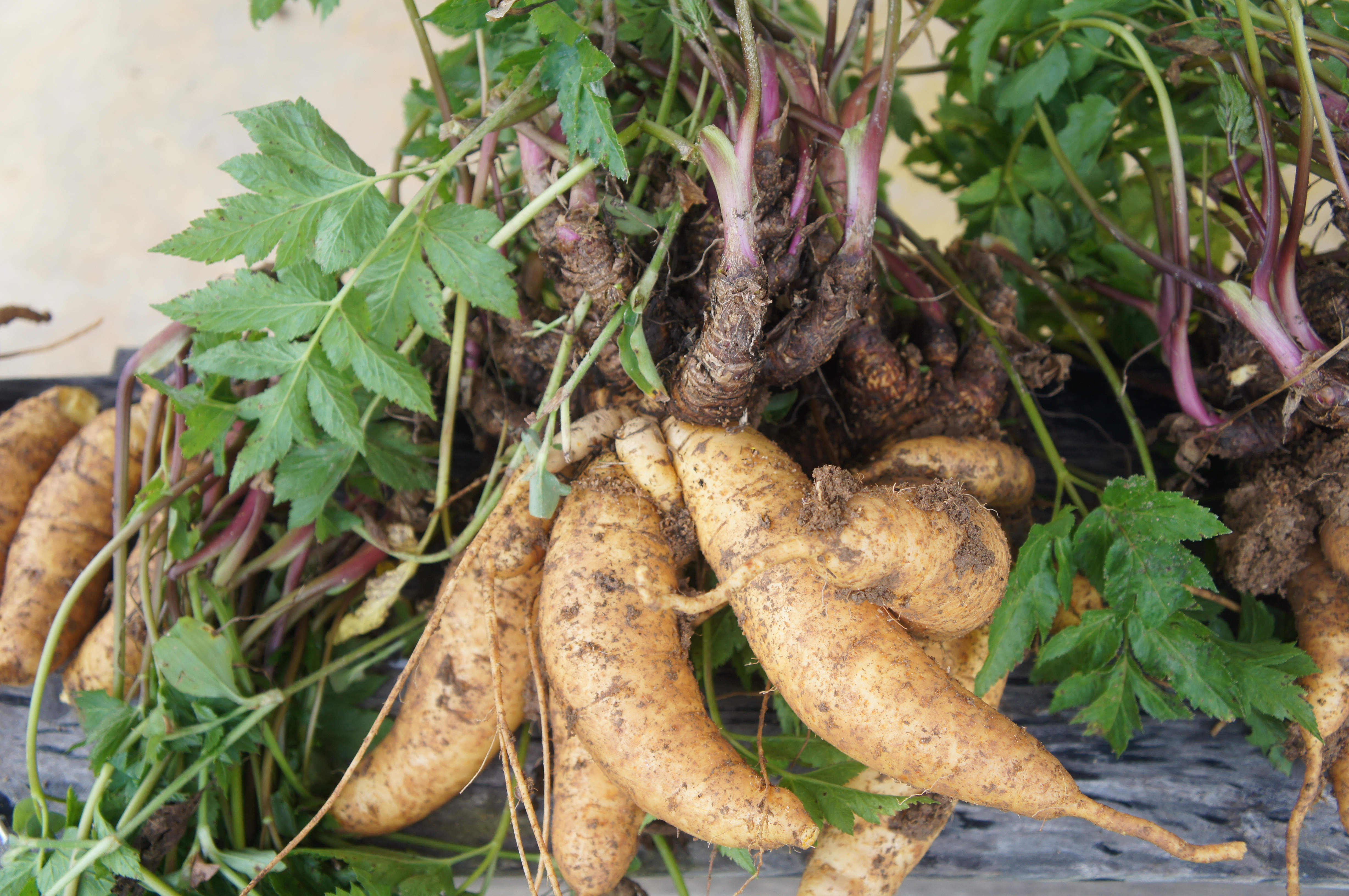 Exposição Solar: A Luz Que Nutre Sua Mandioquinha Salsa - inspiração 1