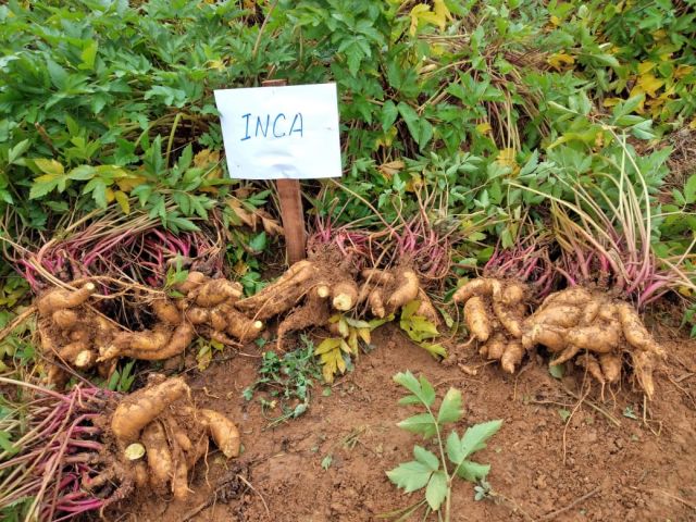 Adubação: Alimento Extra Para Uma Colheita Generosa - inspiração 1