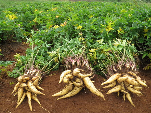 Controle de Pragas e Doenças: Prevenção é o Melhor Remédio - inspiração 1