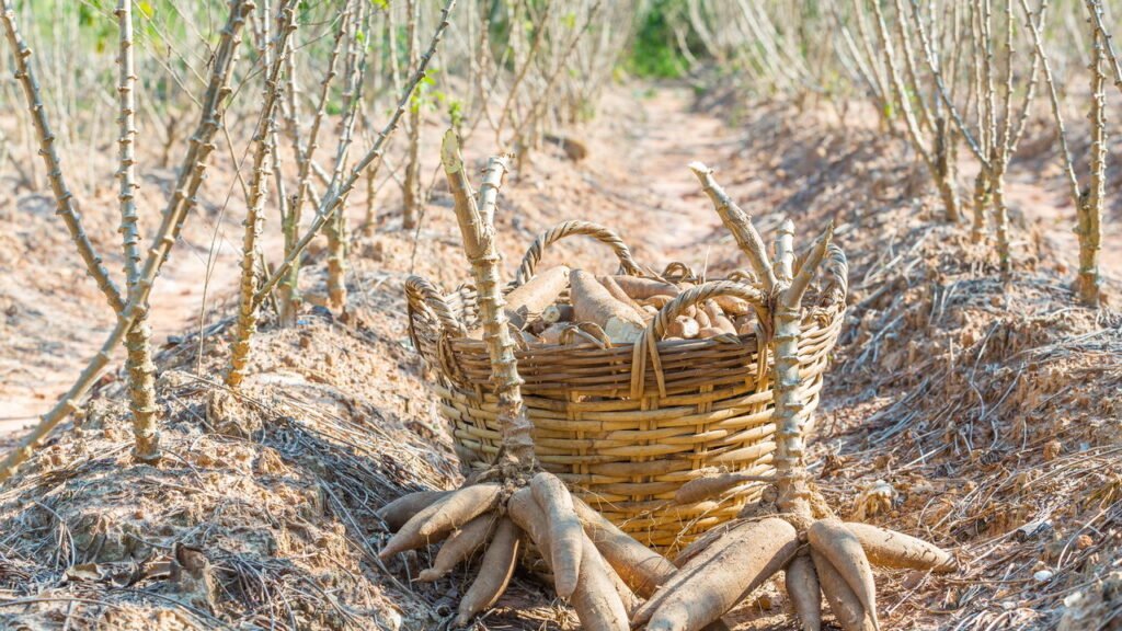 O Momento da Colheita: Reconhecendo os Sinais de que Está Pronta - inspiração 1