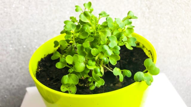 como plantar mostarda em vaso