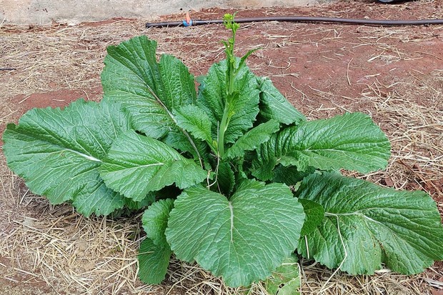 5 Benefícios da Mostarda para a Saúde