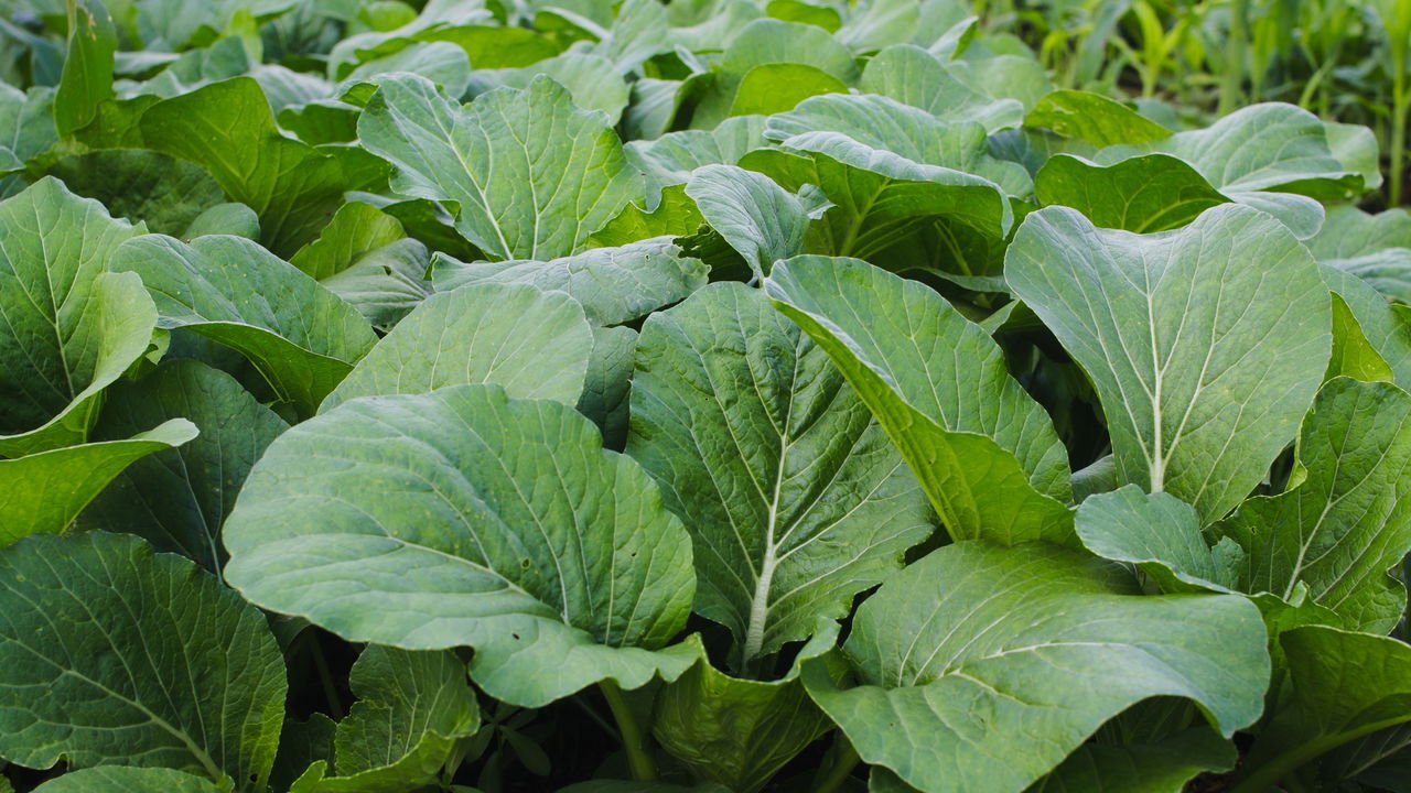 Como Combater Pragas Comuns em Hortas de Vasos