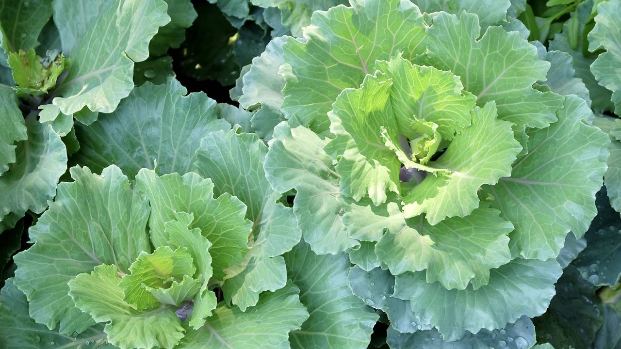 A Importância da Drenagem no Cultivo em Vasos