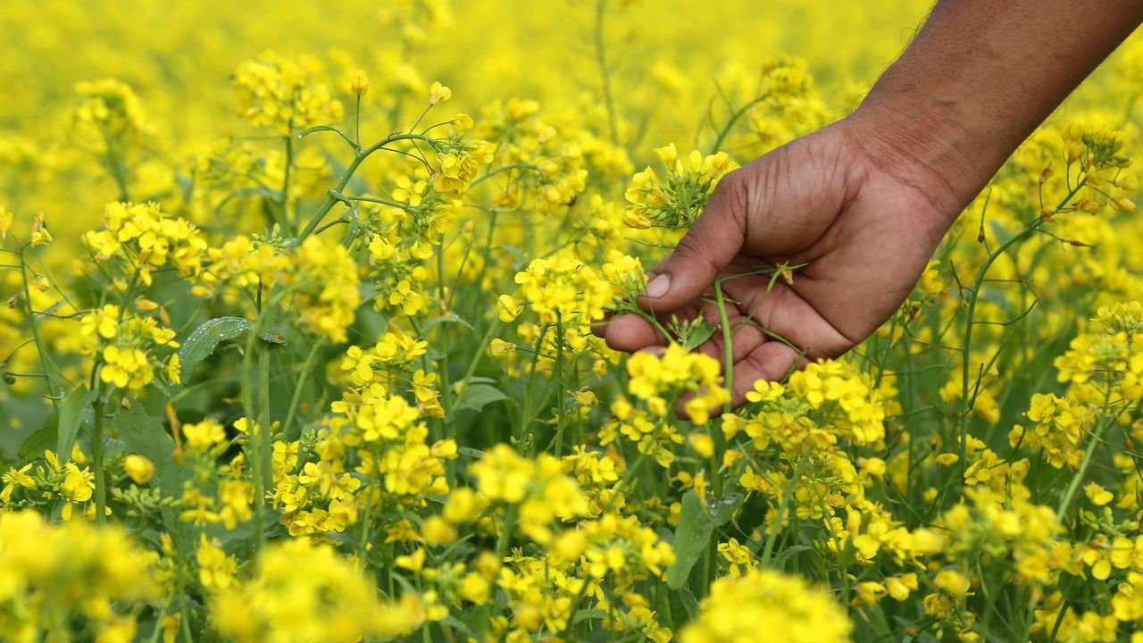 5 Benefícios da Mostarda para a Saúde