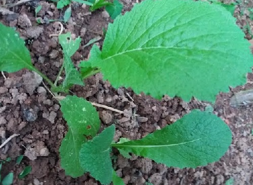 Receitas Deliciosas com Folhas de Mostarda Fresca