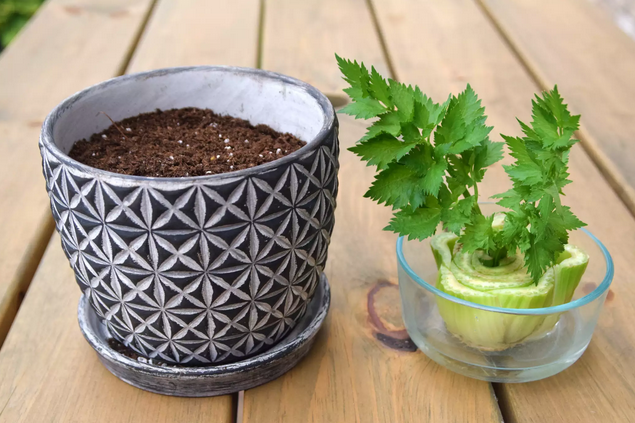 Escolhendo o Vaso Ideal: Tamanho e Drenagem Importam - inspiração 1