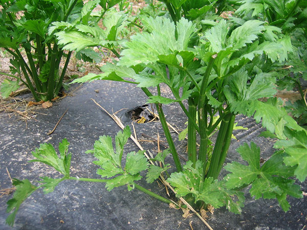 O Substrato Perfeito: Solo Leve e Nutritivo para o Salsão - inspiração 2