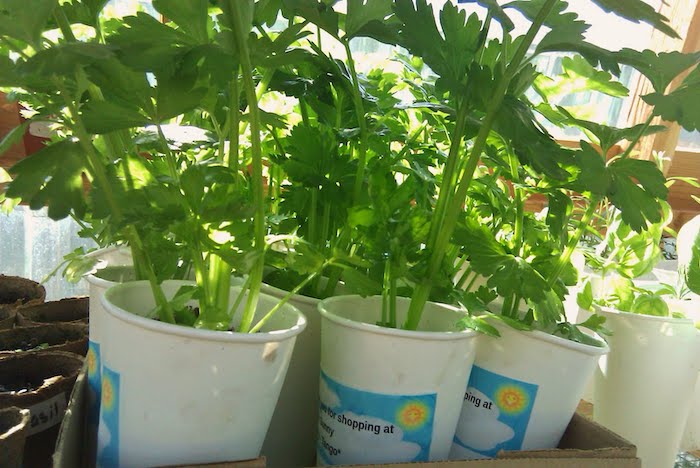 Iluminação Essencial: O Sol que Nutre seu Salsão - inspiração 1