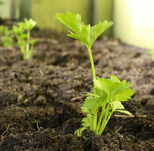 Adubação Estratégica: Alimento Extra para Plantas Fortes - inspiração 2