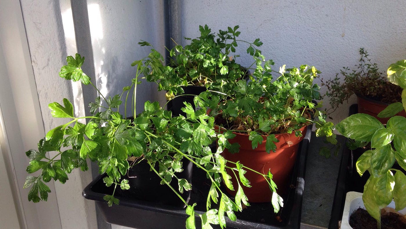 Controle de Pragas e Doenças: Prevenção é o Segredo - inspiração 1