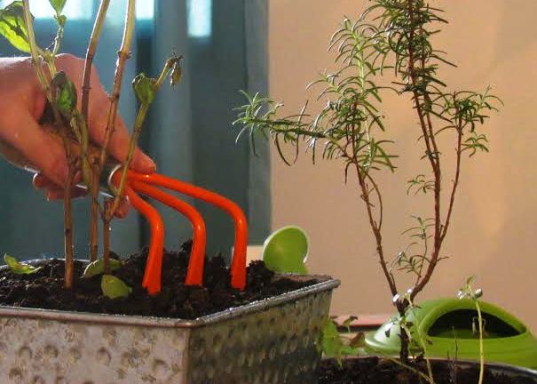 pH do Solo: Um Detalhe Que Faz a Diferença - inspiração 1