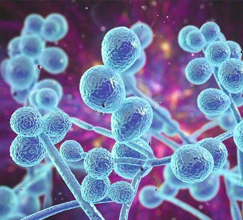 Guia Completo: Como Tratar Candidíase em Casa