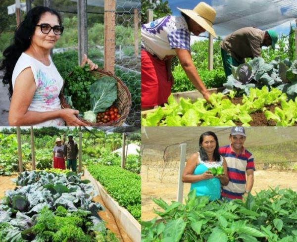 O Solo Ideal: Sem Complicação, Máximo Resultado - inspiração 1