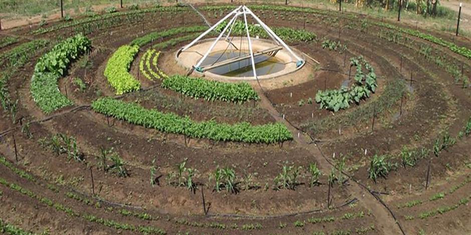 Sementes e Mudas: Onde Encontrar e Como Escolher Bem - inspiração 2